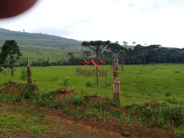 8051 | fazenda à venda em fazenda pinhão, pinhão - Foto 9