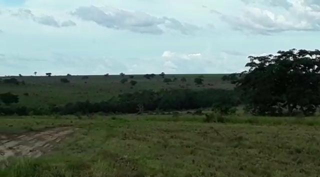 Fazenda de 853 hectares .400 hectares mecanizados . Colinas do Tocantins- TO - Foto 11
