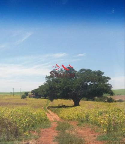 8051 | Sítio à venda em NÃO INFORMADO, SANTO INÁCIO - Foto 5