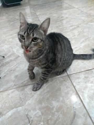 Adoção de gata adulta - Foto 3