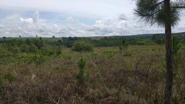 Urgente Fazenda a baixo valor de mercado (Angatuba SP) - Foto 16