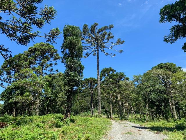 Venda de Chácaras em Urubici - Foto 12