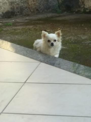 Chihuahua filhotes