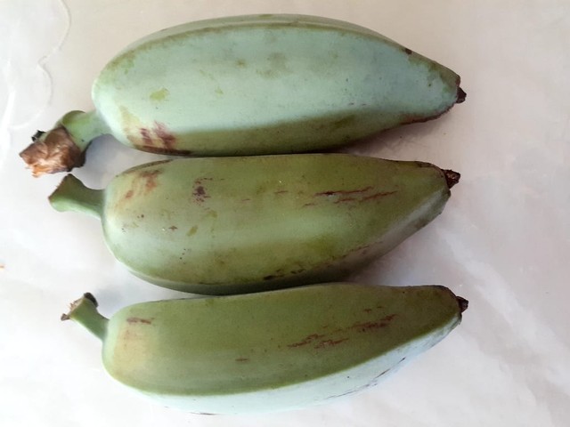 Mudas de bananas