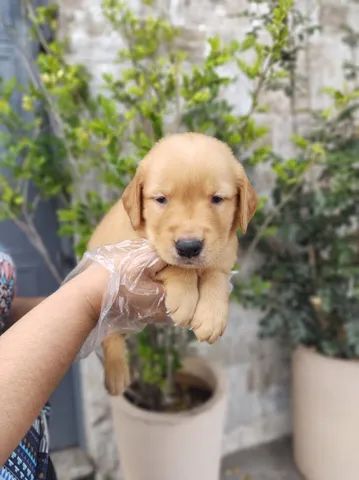 Tradução do amor! ♥️ #amor #goldenretriever #cachorro #fy