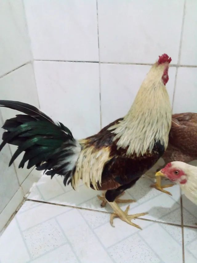 490 ideias de Frango & Galinha