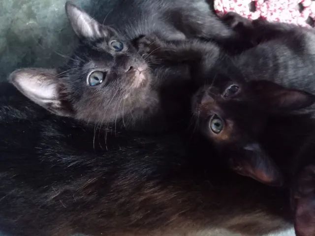Doação de gatos. - Foto 4