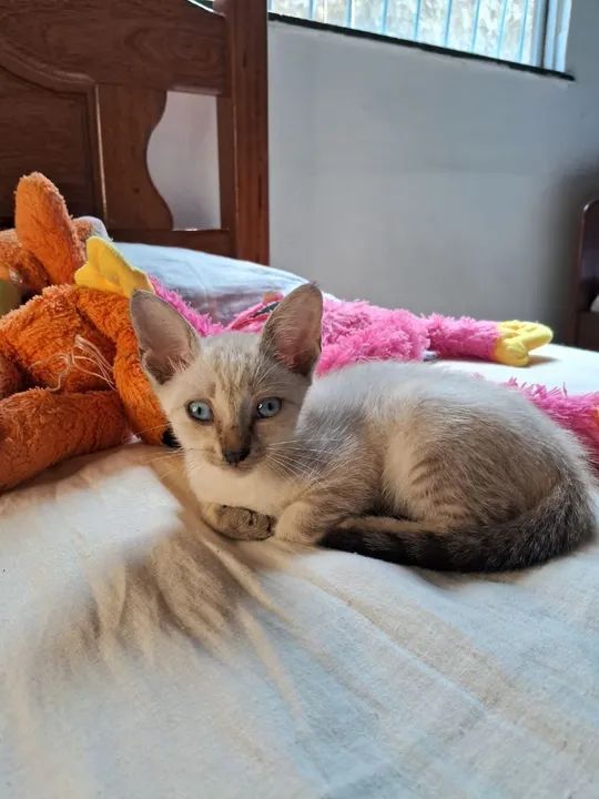 Gatinha fofa para adoção  - Foto 3