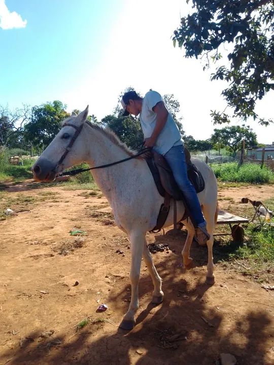 Égua mestiça de QM-  Animal Domado