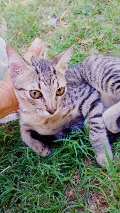 Gata dócil e castrada para adoção - Foto 3