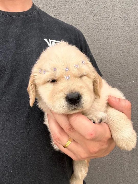 Filhote Golden Retriever - Foto 4