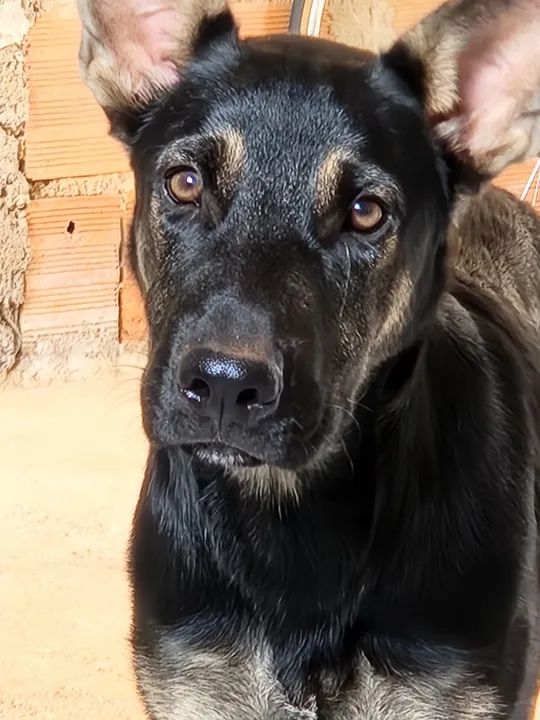 Doação Filhote de Pastor Alemão - Foto 2