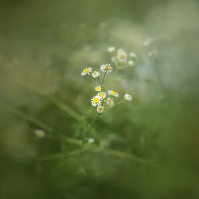 Filtro - Focal - 49mm - Soft Diffuser  - Center Focus - Foto 6