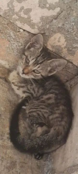 Quatro gatinhos fofinhos para doção! - Foto 2