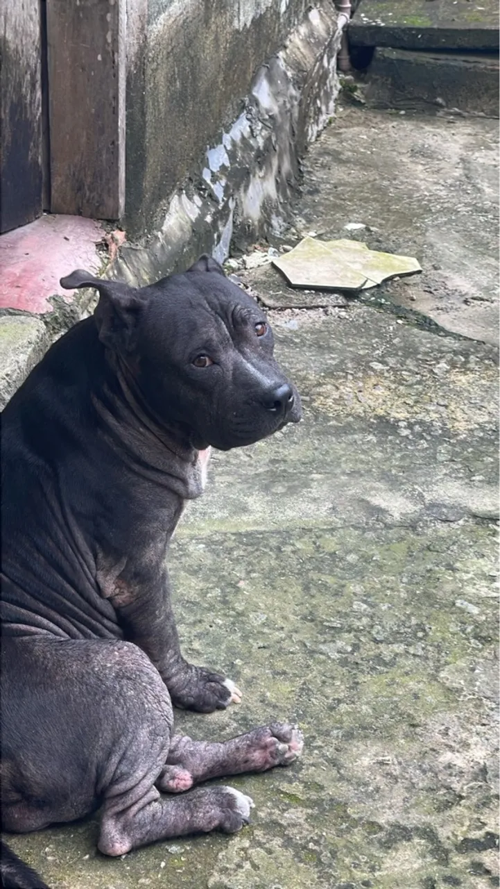 Pitbull disponível para adoção (fêmea )