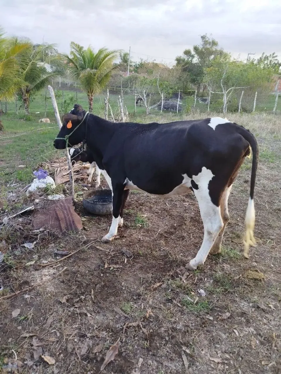 Vaca Preta e Branca