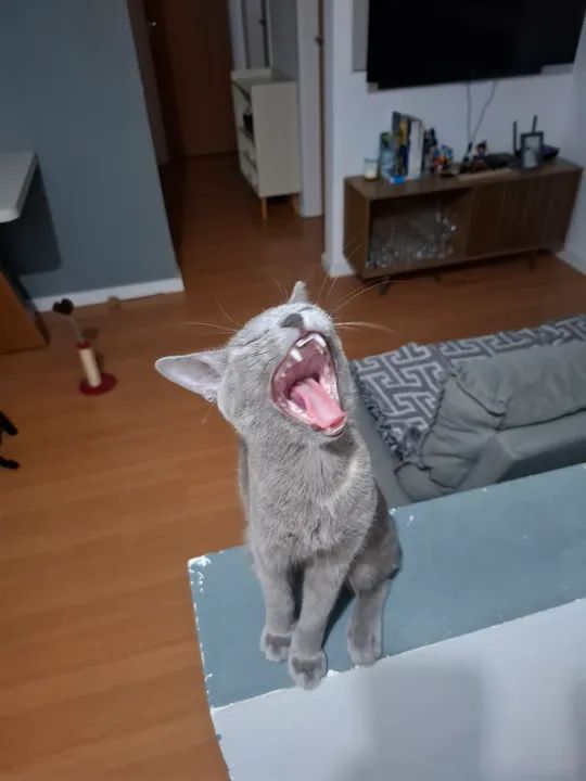 Gatinha cinza linda e dócil para adoção