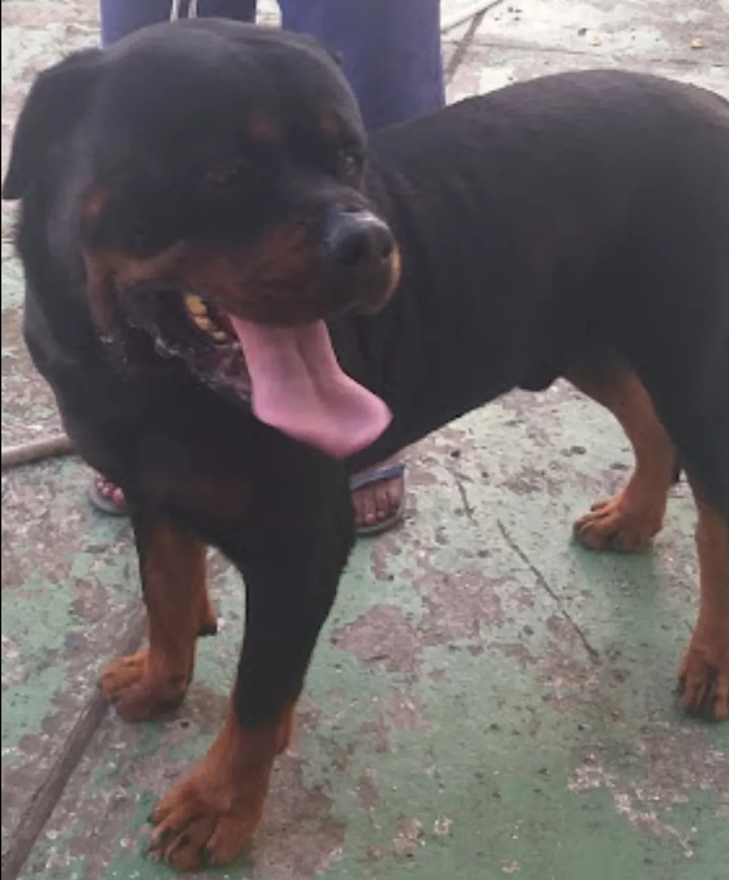 Macho Disponível para cobertura 