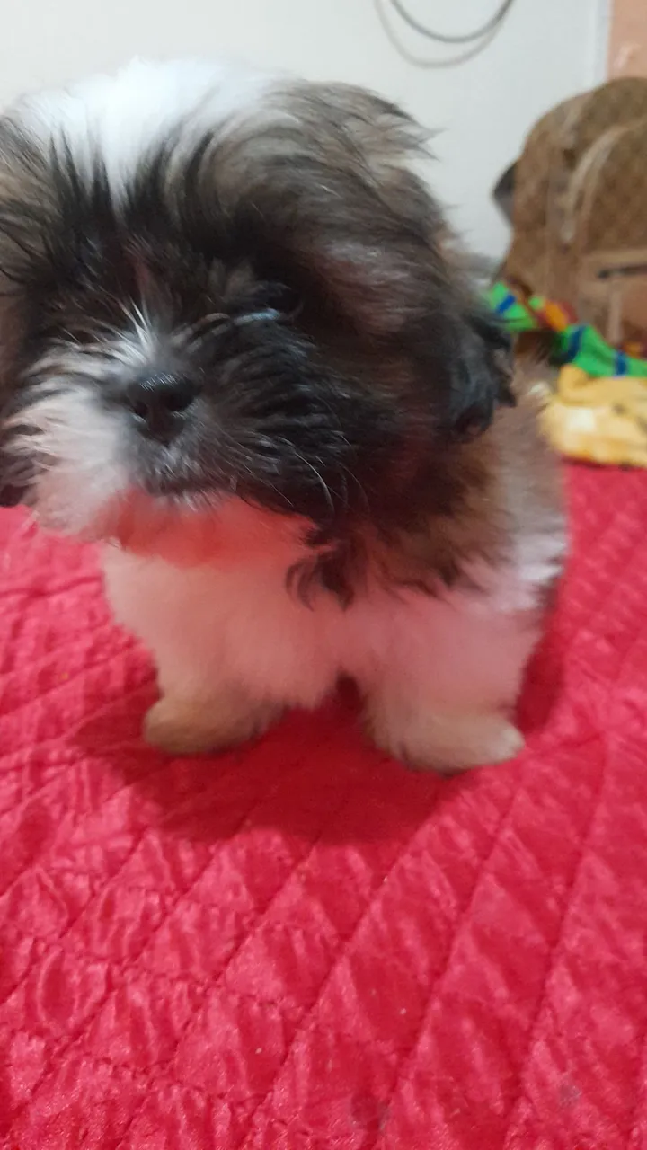 Filhote Shih Tzu fofo e brincalhão!