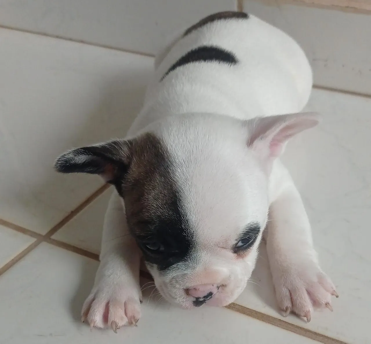 Filhote de Bulldog Francês - Fofo e Carinhoso!