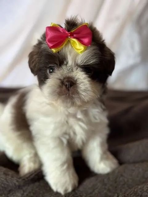 ShihTzu Fêmea chocolate 