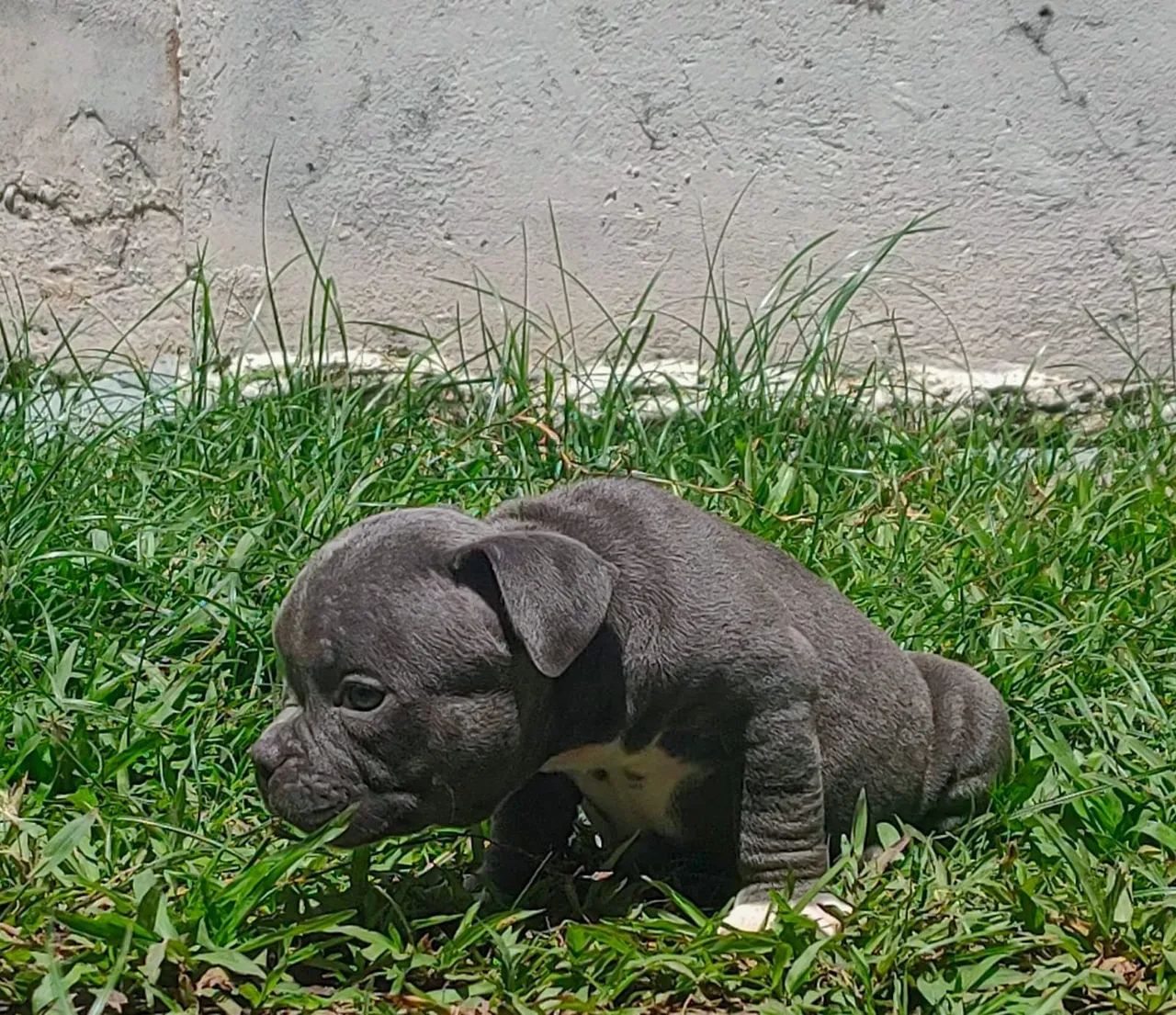 American Bully Filhote Macho Micro COM PEDIGREE  - Foto 4