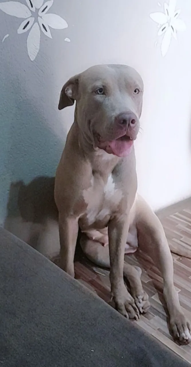 Pitbull fêmea