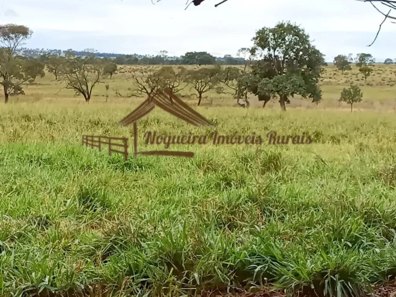 Fazenda à venda na região de Cassilândia-MS