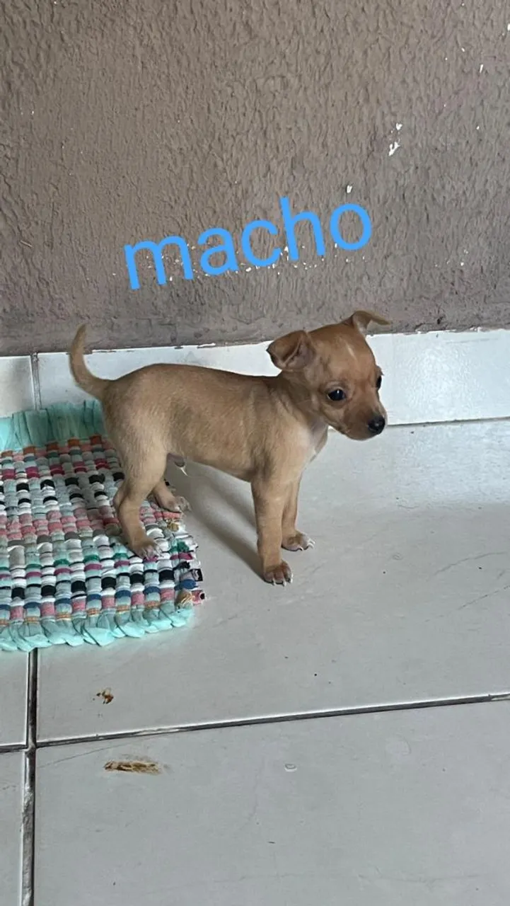 Filhote de pinscher