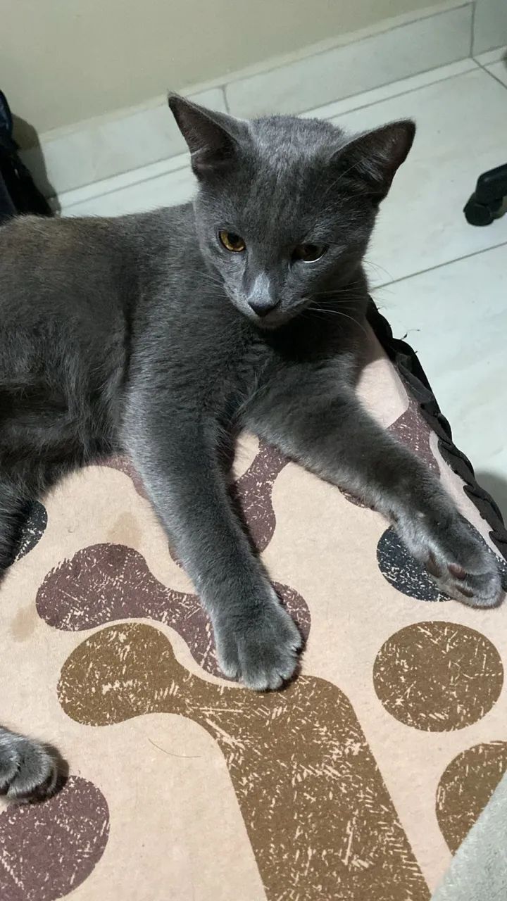 Venda-se gato da raça chartreux 