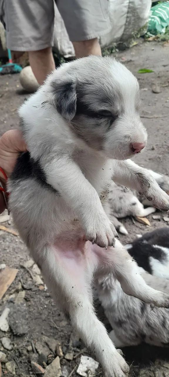 Filhote de border Collie merle - Foto 3