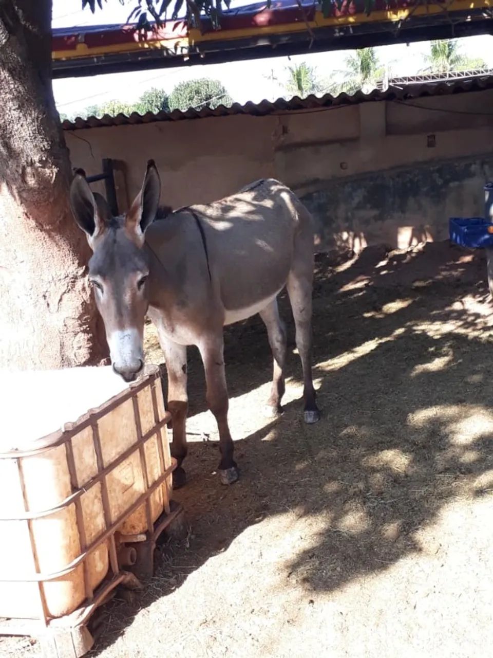 Jumento Pega marcha picada - Foto 2