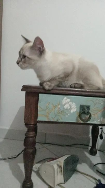 Gato Siamês disponível para adoção - Foto 2