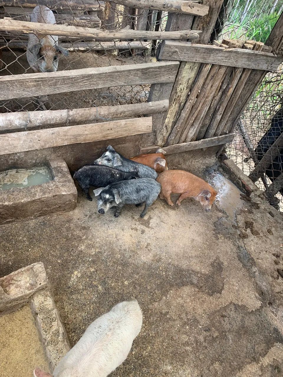 Porcos para engorda  - Foto 3