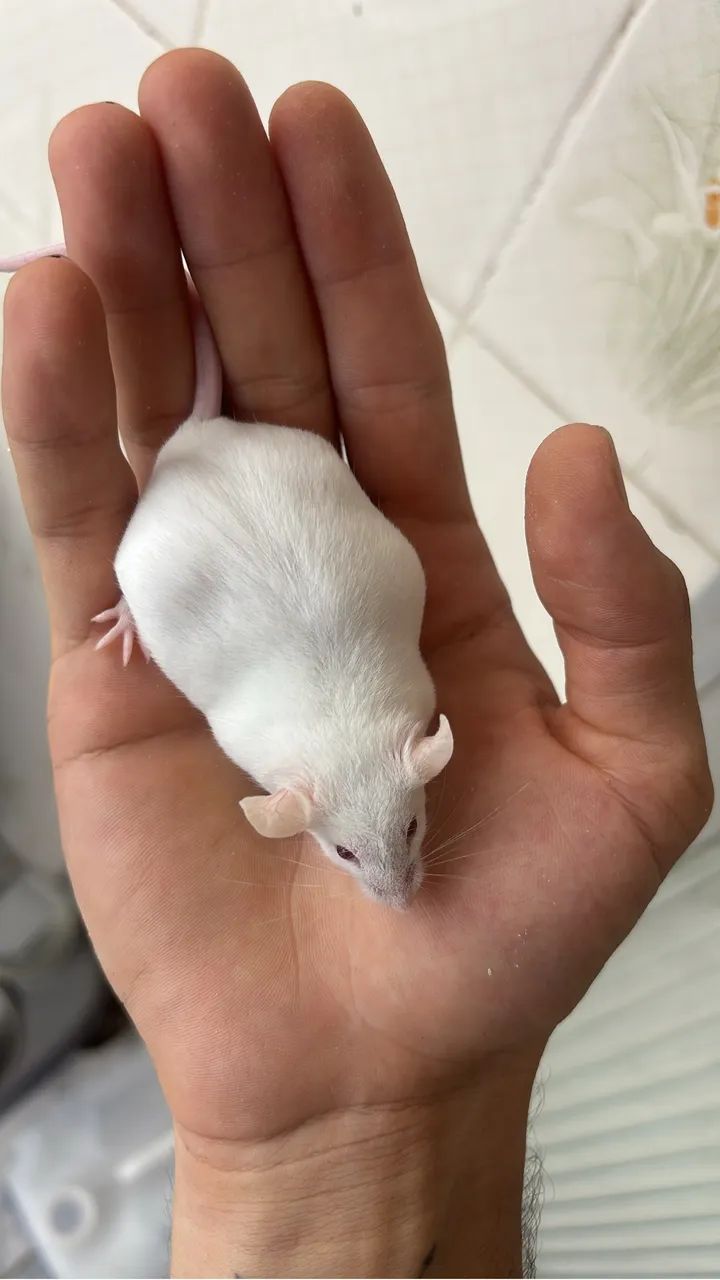 Camundongos 64319183119875120