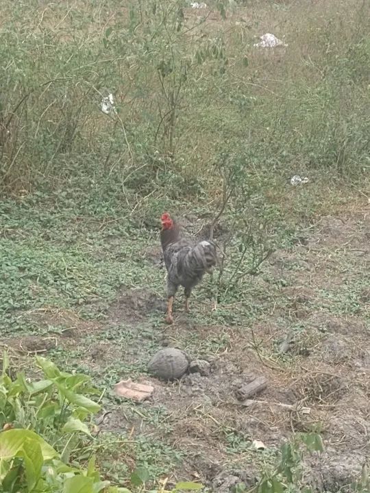 Vendo esse Galo - Foto 2