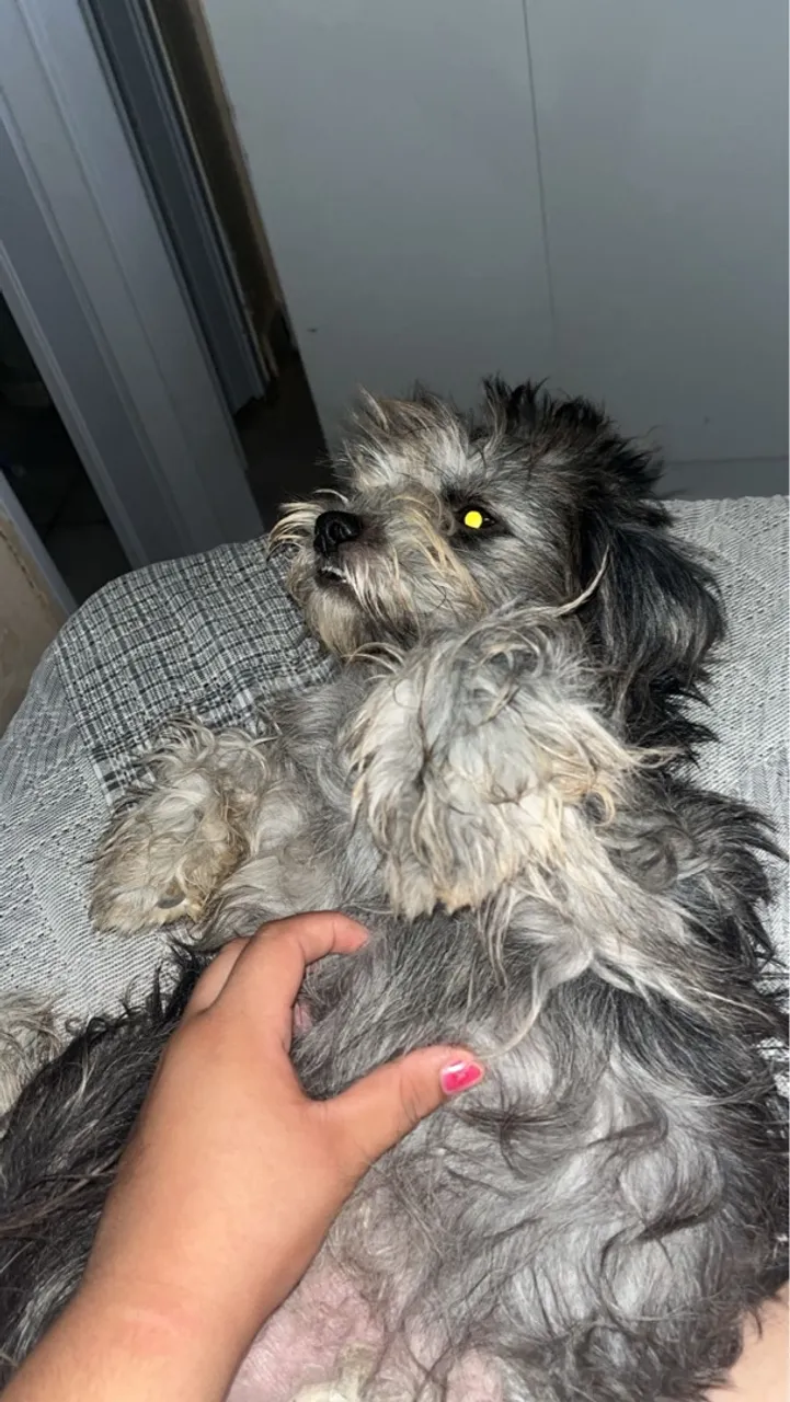 filhote poodle 