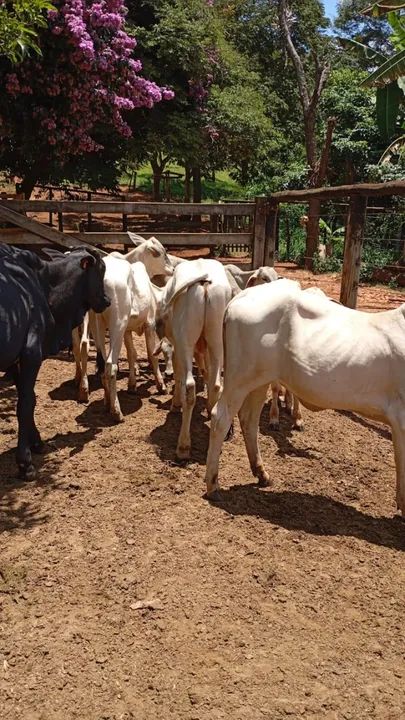 9 bezerros (as) Nelore, Tabanel, Girolando