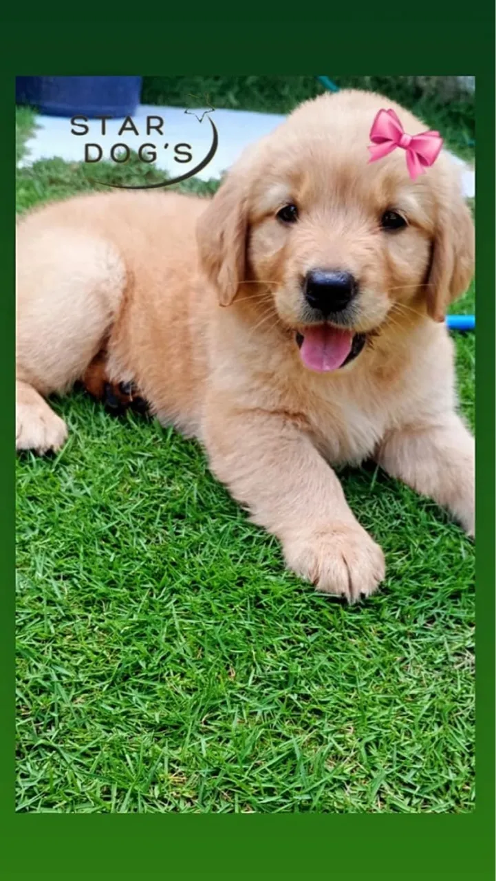 Golden Retriever