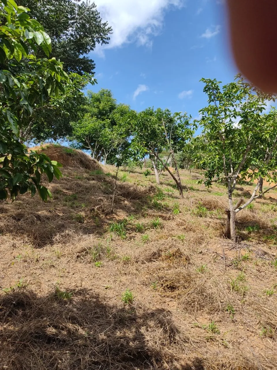 Vendo Sítio Paraíso 5.000 m² em Jequié-BA