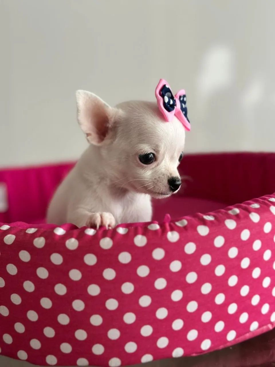  Chihuahua fêmea branquinha. - Foto 3