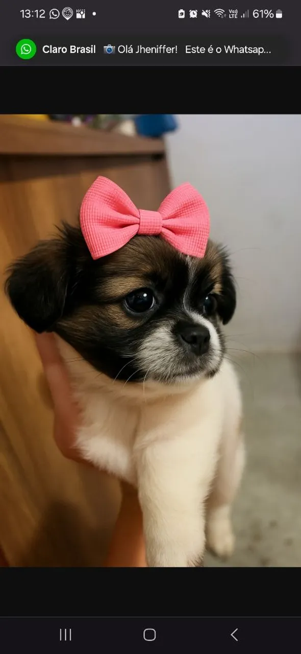 Filhote de Shih Tzu com lacinho