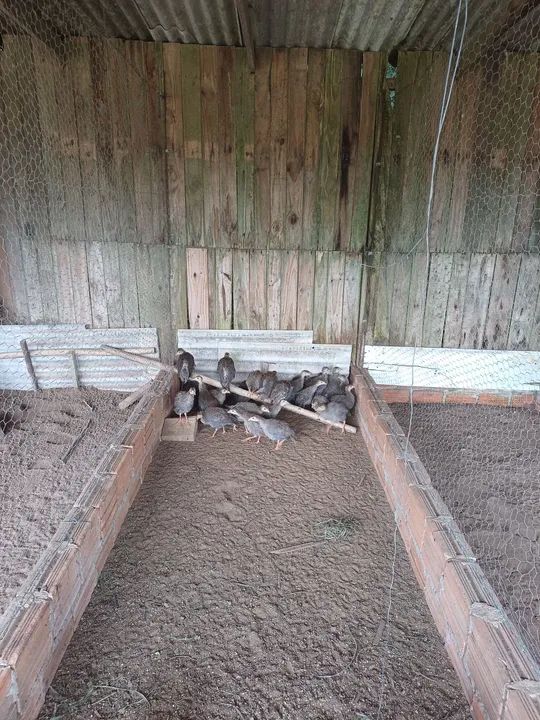 galinhas d'angola  - Foto 3