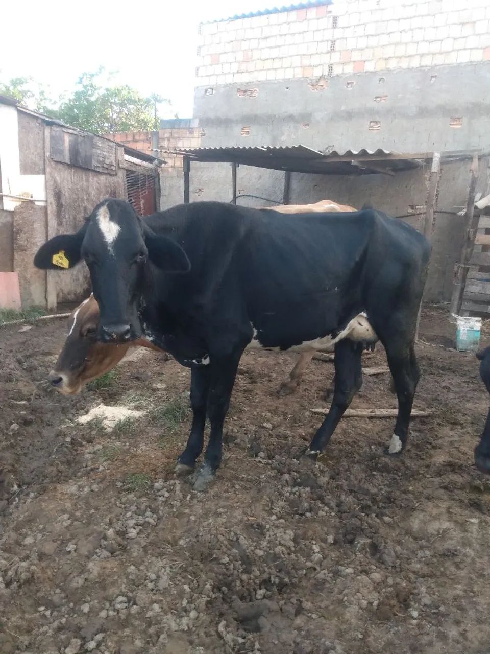 Vaca - Foto 4