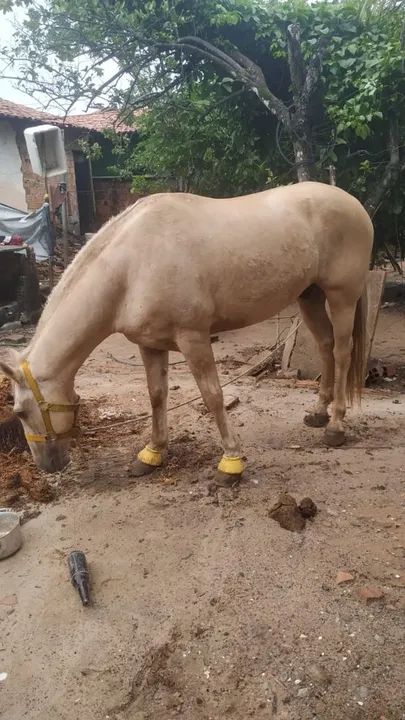 Vendo cavalo quarto de milha  - Foto 2