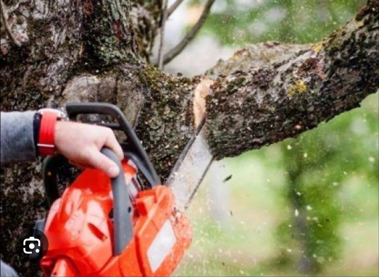 Remoção e podas de árvores - Foto 2