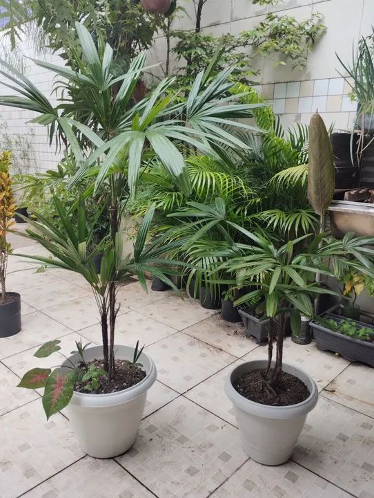 Mudas de Rafhia no vaso