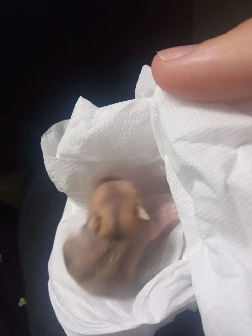 Filhotes de hamster anão russo - Foto 3