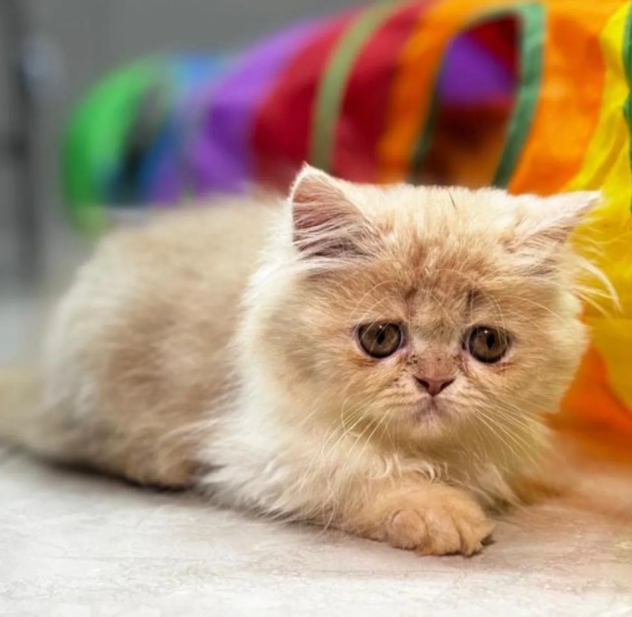 Filhote Fêmea Persa Pelo Longo - Foto 6