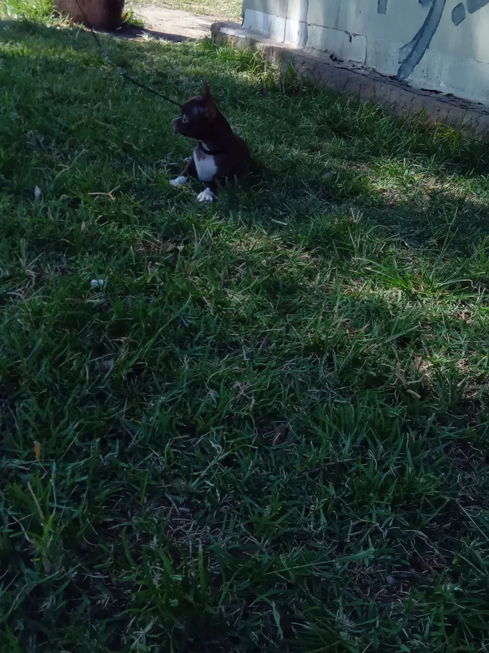 Chihuahua Filhote - Fofo e Adorável